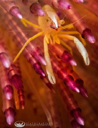 This squat lobster on an urchin, seems to be tending an a... by Glenn Ostle 
